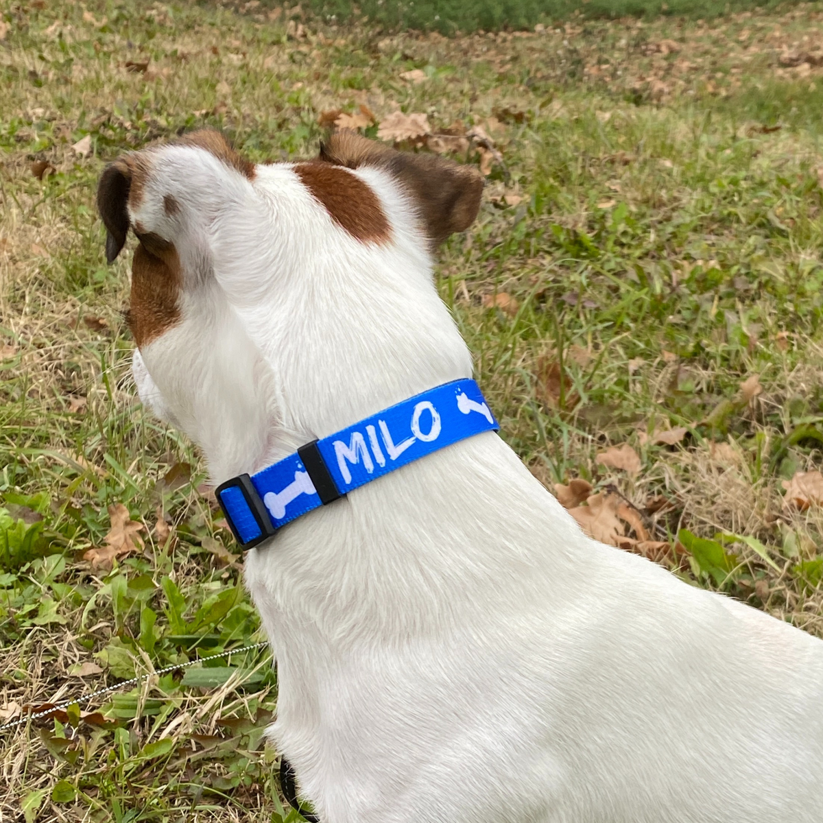 Collare Personalizzato con Nome e Numero customall